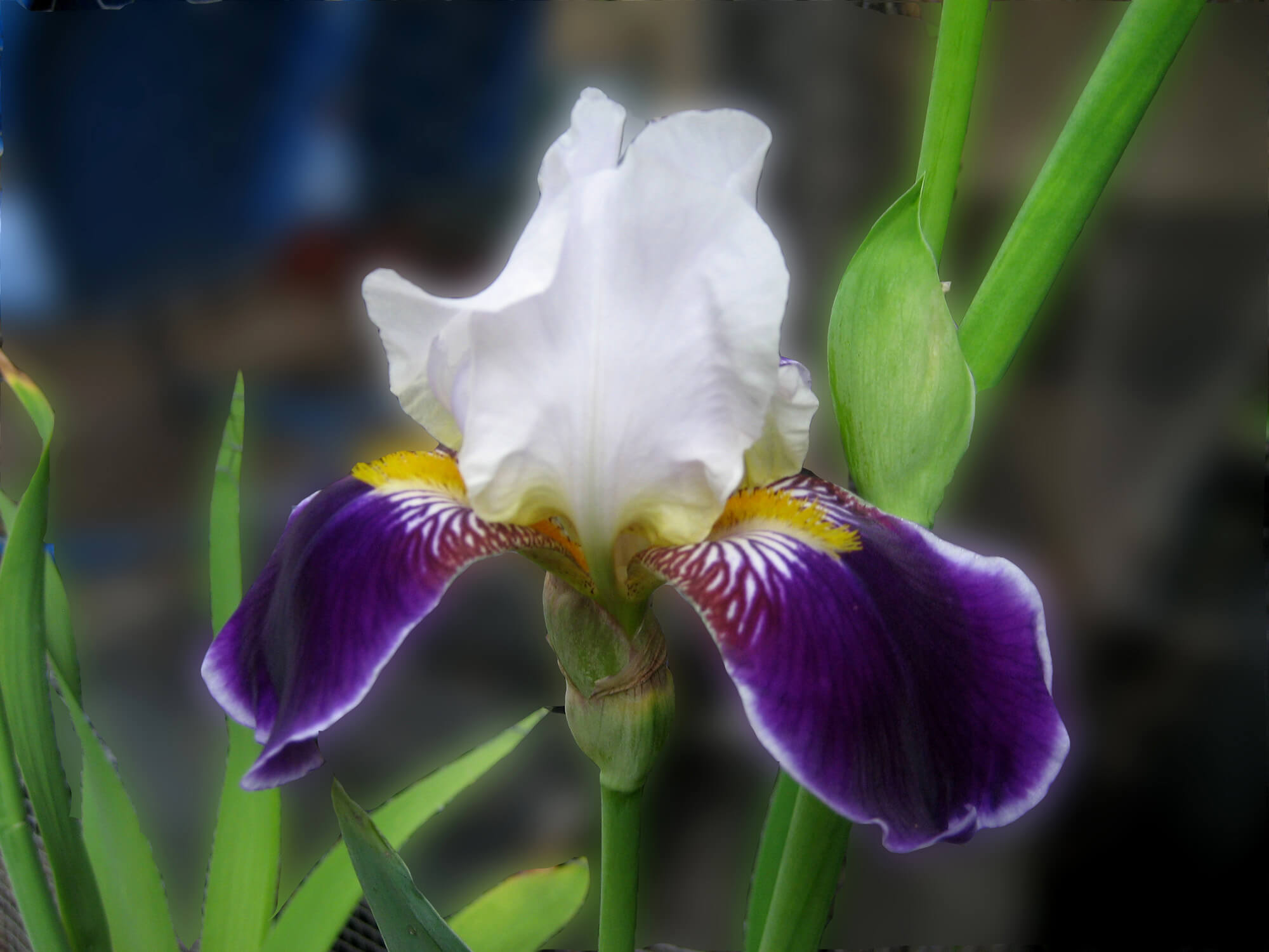  Bearded Iris