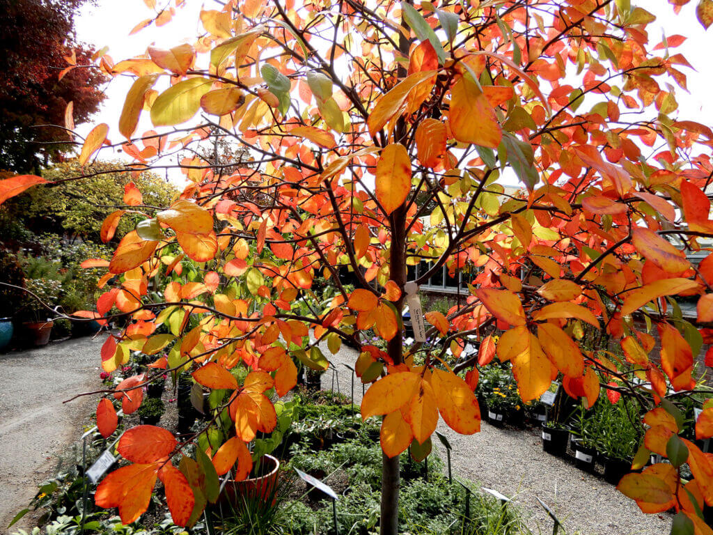 large-trees-berkeley-horticultural-nursery-berkeley-horticultural-nursery